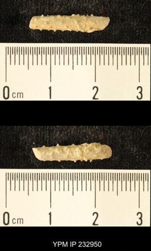 Archaeocidaris sp.
