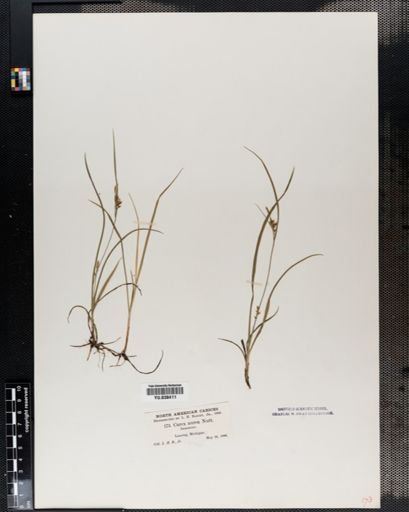 Carex aurea