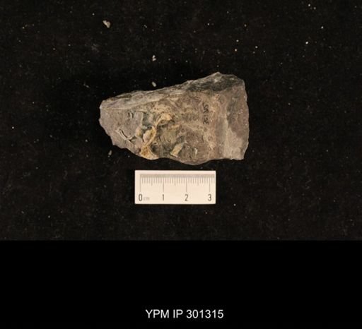 Bellerophon sp.