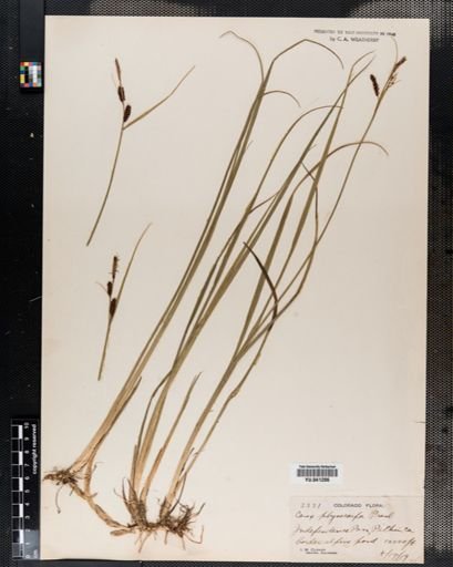 Carex physocarpa