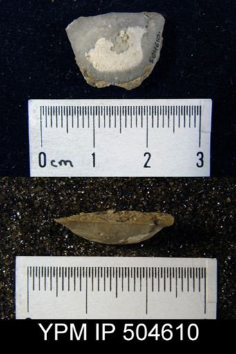 Strophomena sp.