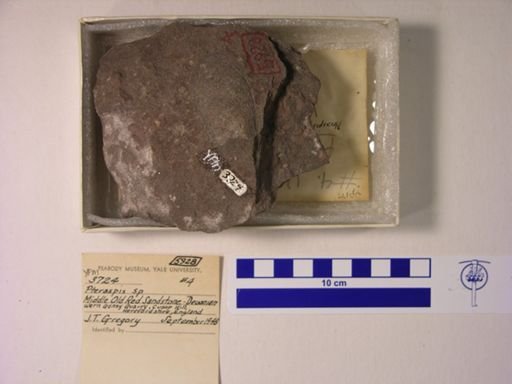 Pteraspis sp.