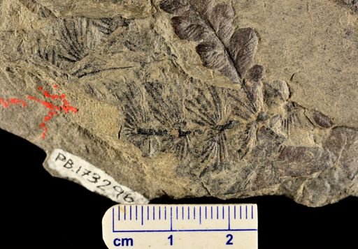 Asterophyllites sp.