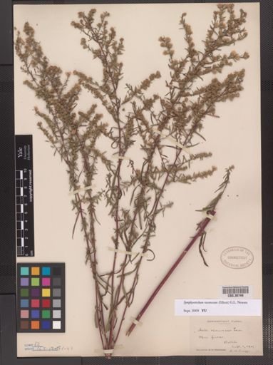Symphyotrichum racemosum