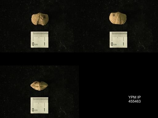 Platystrophia sp.