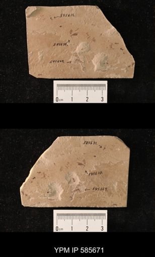 undet. Brachycera