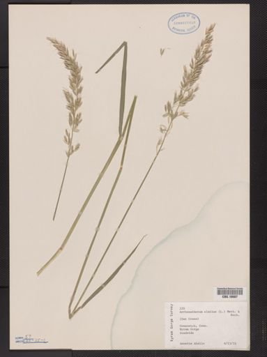 Arrhenatherum elatius