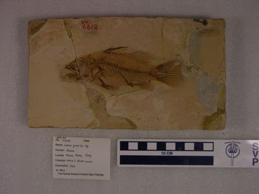 Lates gracilis
