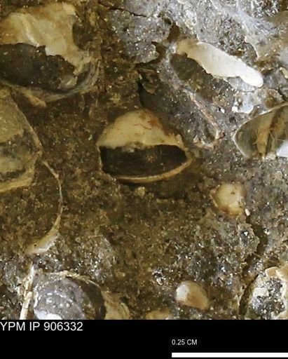 Corbulamella?
