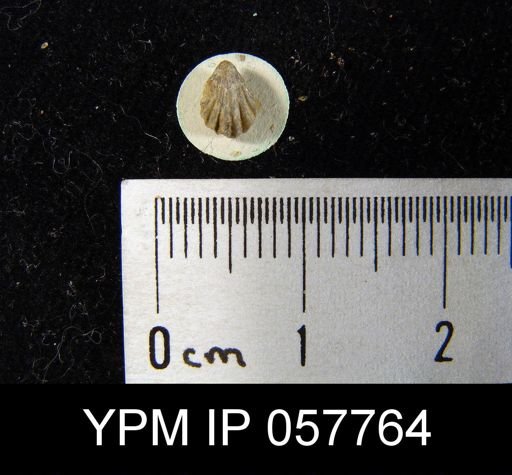 Camarotoechia bialveata