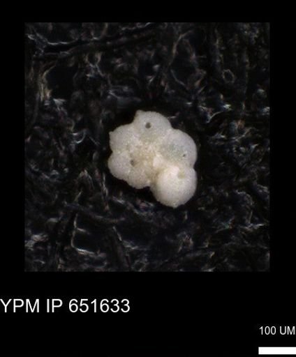 undet. Rugoglobigerinidae