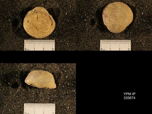 Linoproductus sp.