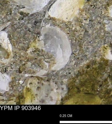 Corbulamella?