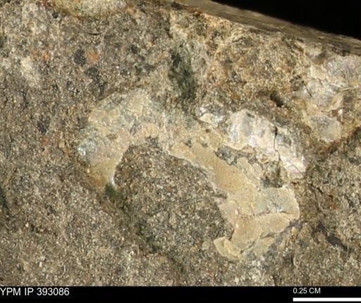 Scaphites sp.