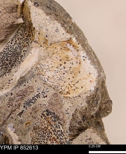 Limopsis striatopunctatus
