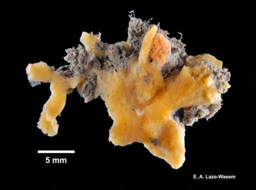 Halichondria