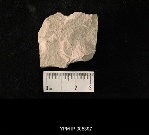 Delopterum dunbari