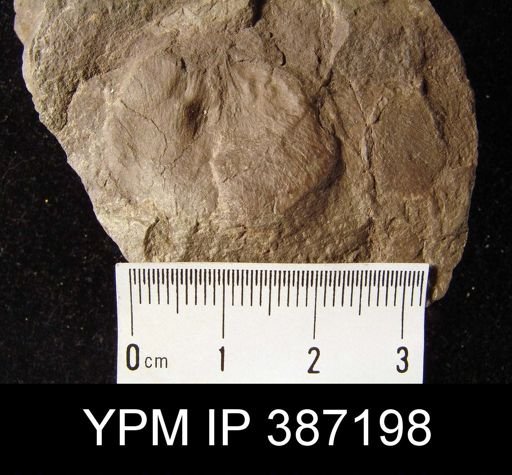undet. Orthida