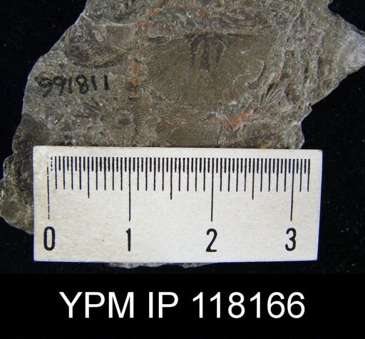 Brachyprion gilpeni