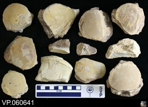 Mosasauridae