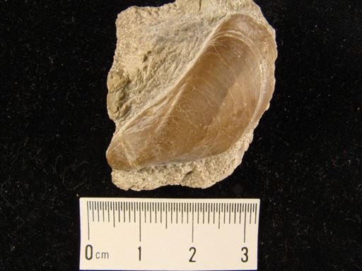 Promytilus swallovi