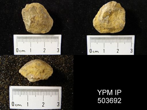 Derbya cf. bennetti