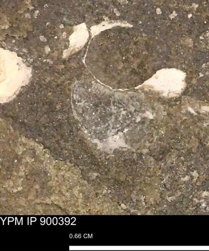 Anomia gryphorhyncha