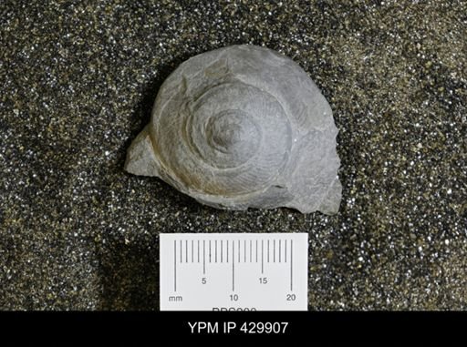 Trepospira rotalia
