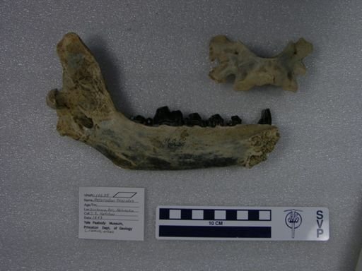 Aelurodon taxoides
