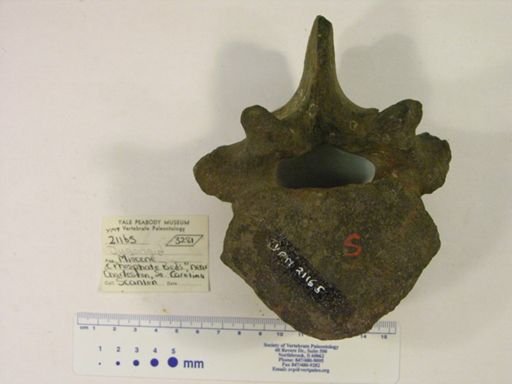 Dugongidae