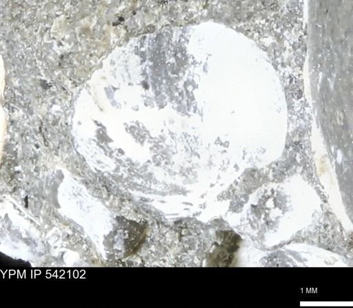 undet. Bivalvia