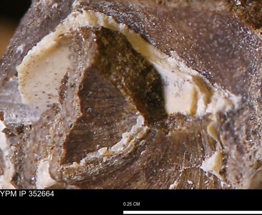 undet. Bivalvia