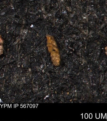 Ammobaculoides phaulus