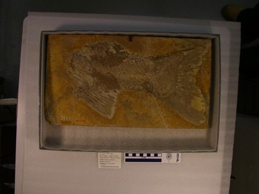 Lepidotus oblongus
