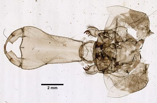 Odonata