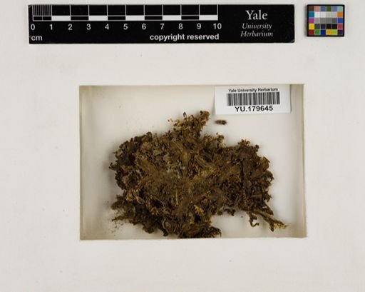 Plantae