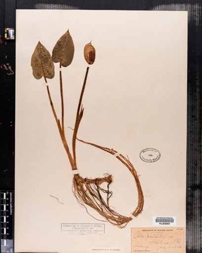 Calla palustris