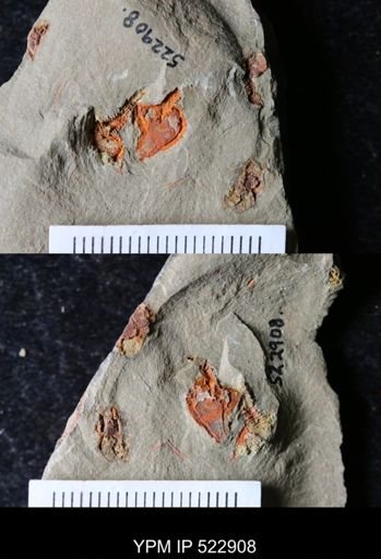 undet. Cornuta