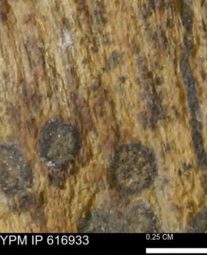 Teredo sp.