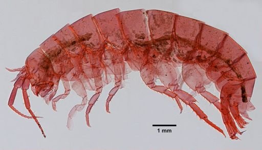 Platorchestia platensis