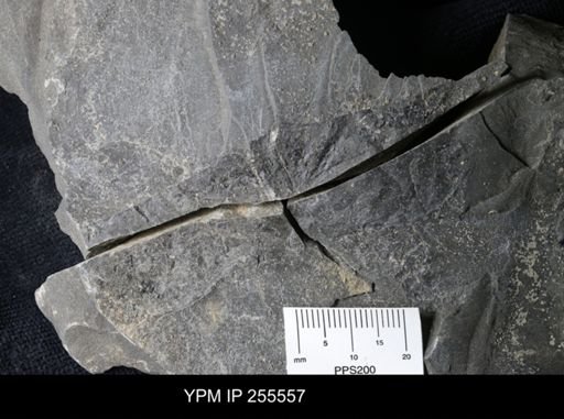 Phyllocarida?