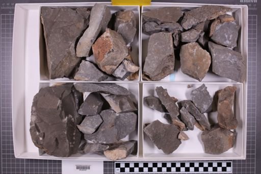 mixed taxa, stratigraphic collection