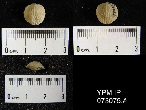 Atrypa tennesseensis