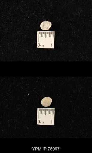 undet. Brachiopoda