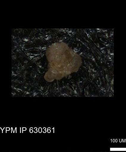 undet. Foraminiferida