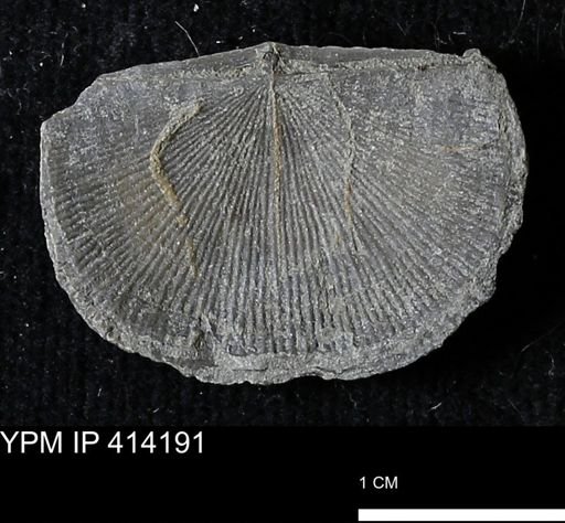 Devonochonetes mucronatus?