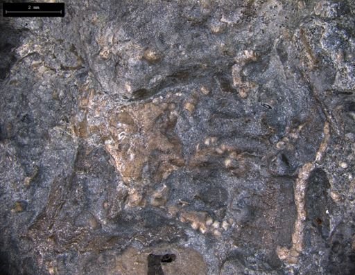 Aplocoma damesii