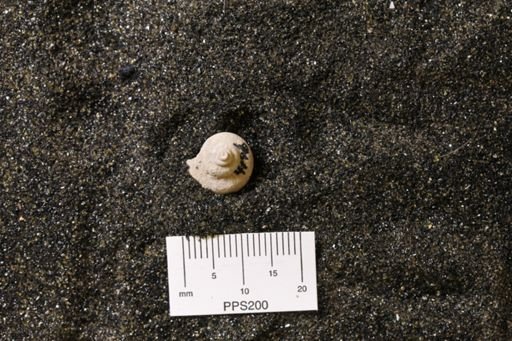 Philoxene laevis