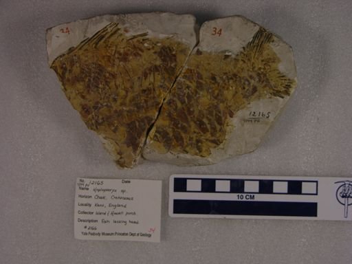 Hoplopteryx sp.