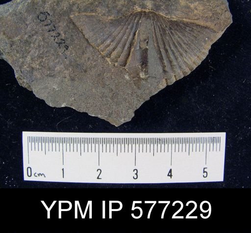 Platyrachella sp.
